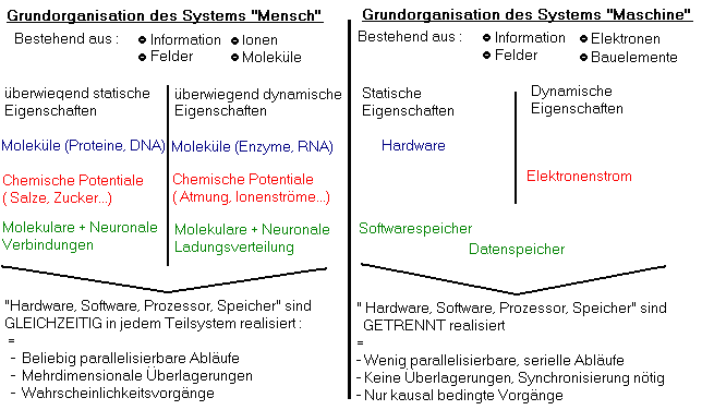 Statische und dynamische Merkmale des Menschen, im Vergleich zur Maschine